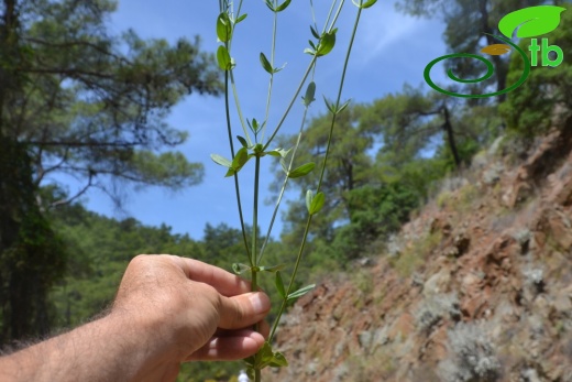 Ula- Muğla