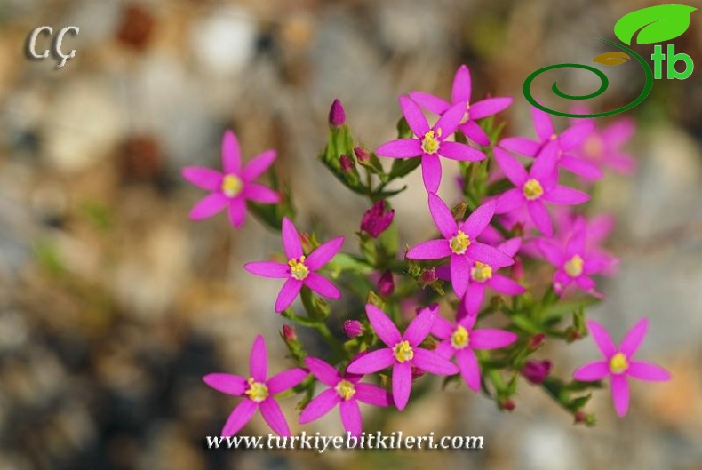 subsp. erythraea-İzmir