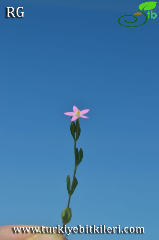 Datça-Muğla