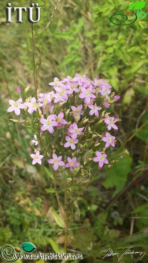 subsp. acutiflorum-Kırklareli