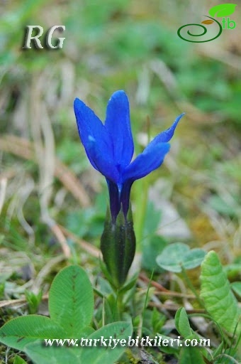 subsp. pontica