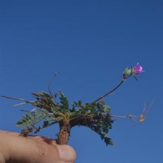 Samandağı-Hatay