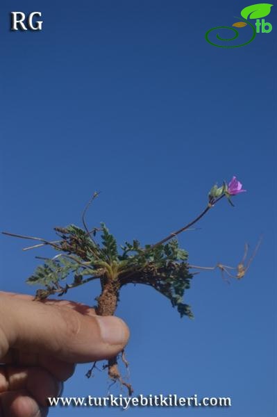 Samandağı-Hatay