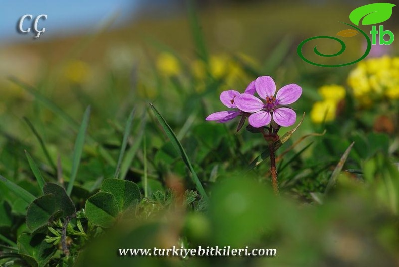 subsp. cicutarium-İzmir