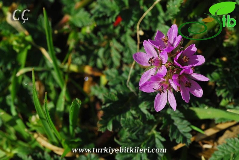 subsp. cicutarium-İzmir
