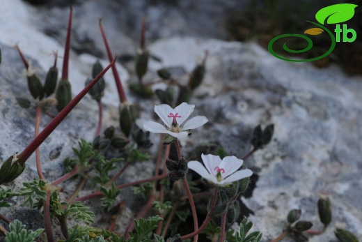 subsp. akdagensis