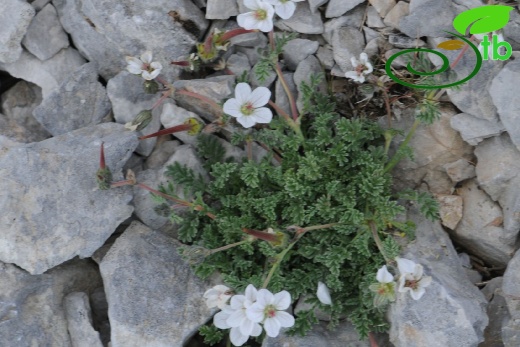 subsp. akdagensis