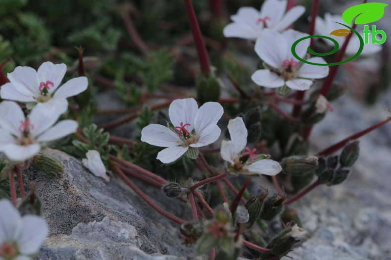 subsp. akdagensis