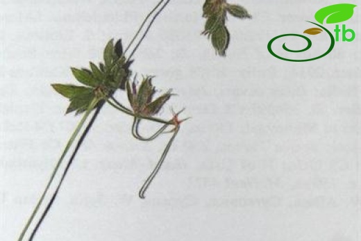 ssp. asphodeloides-Manyas-Balıkesir