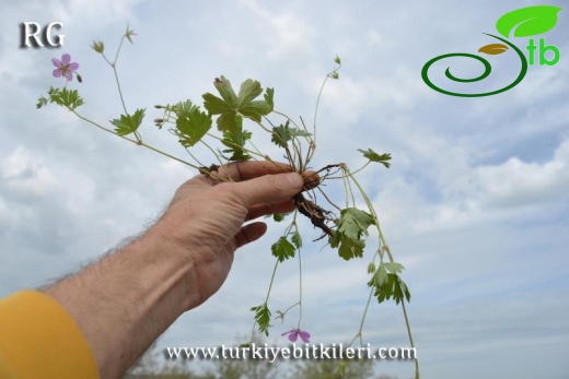 ssp. asphodeloides-Manyas-Balıkesir