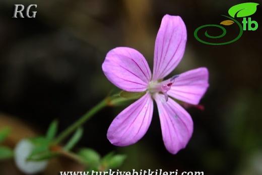 ssp. asphodeloides-Yalova