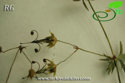 ssp. asphodeloides-Yalova