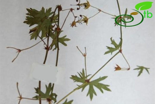 ssp. asphodeloides-Yalova