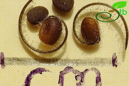 Meyve