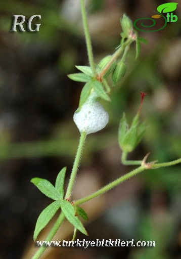 ssp. asphodeloides-Yalova