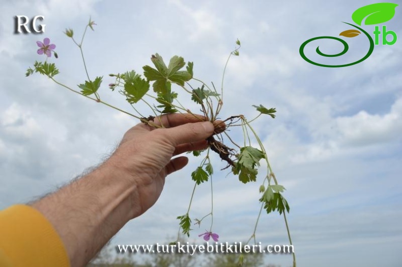 ssp. asphodeloides-Manyas-Balıkesir