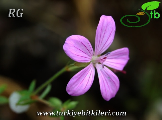 ssp. asphodeloides-Yalova