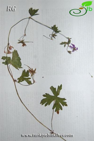 ssp. asphodeloides-Yalova