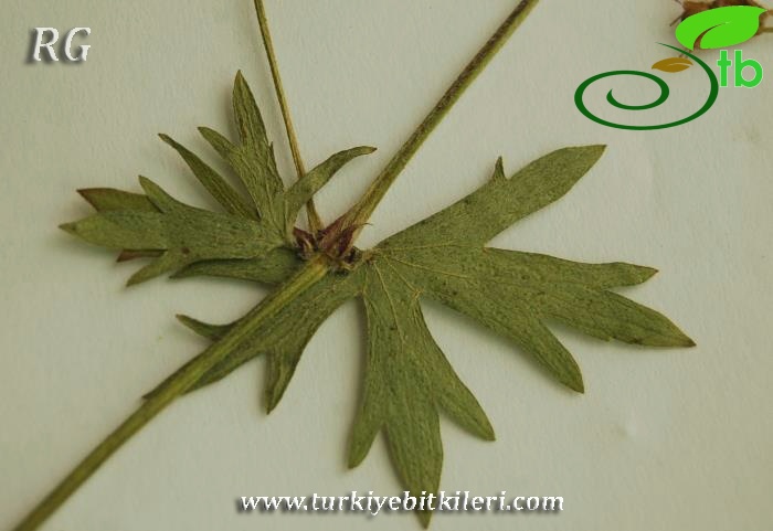 ssp. asphodeloides-Yalova