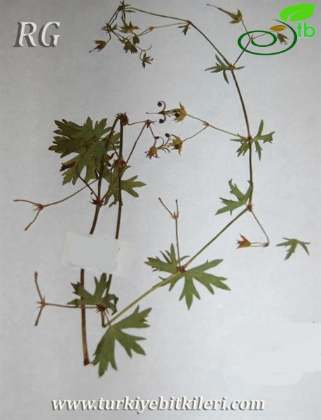 ssp. asphodeloides-Yalova