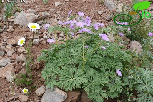 Erzurum