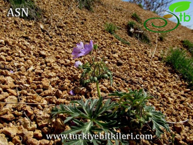 Bingöl