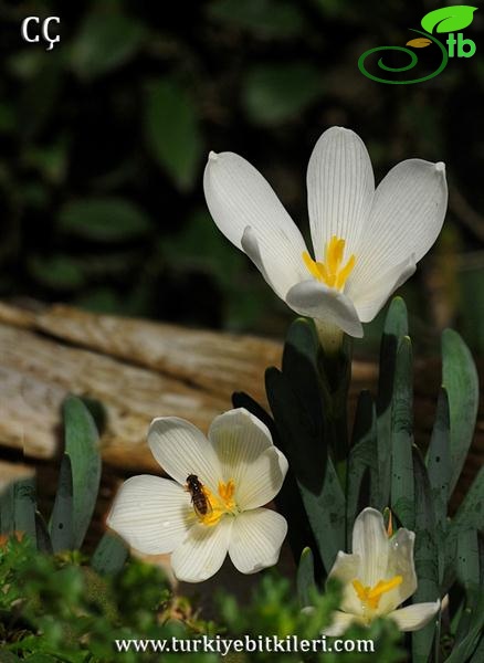 Muğla