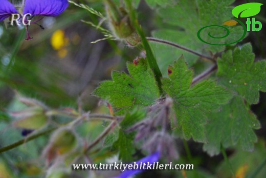 İkizdere-Rize