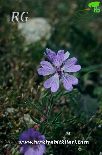 Tuz gölü-Konya