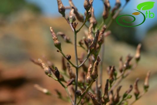 ssp aviculariifolium var aviculariifolium-Datça-Muğla