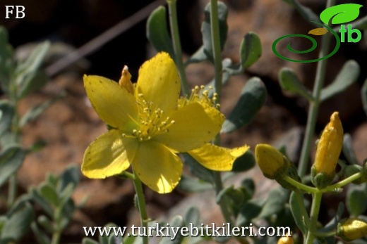 ssp depilatum var depilatum-Sandras dağı-Köyceğiz