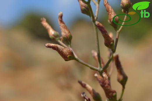 ssp aviculariifolium var aviculariifolium-Datça-Muğla