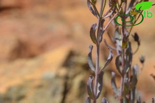 ssp aviculariifolium var aviculariifolium-Datça-Muğla