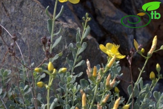 ssp depilatum var depilatum-Sandras dağı-Köyceğiz