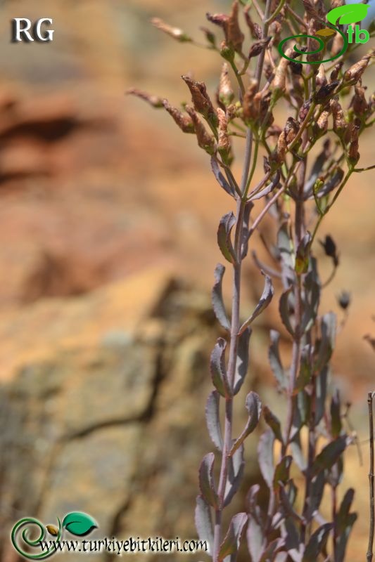 ssp aviculariifolium var aviculariifolium-Datça-Muğla