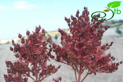 var. capitatum-Şanlıurfa