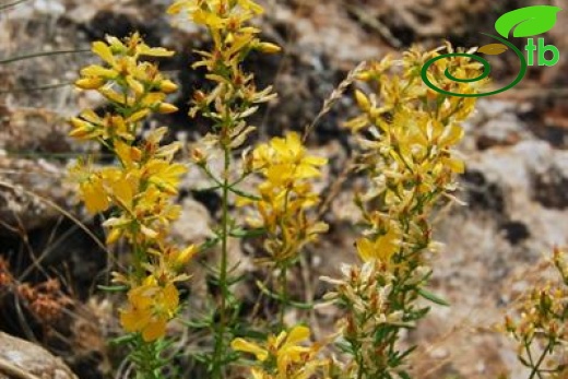 var elongatum-Aladağlar-Niğde