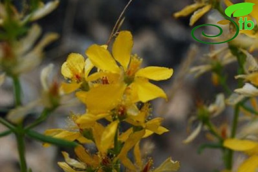 var elongatum-Aladağlar-Niğde