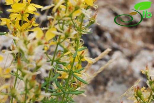 var elongatum-Aladağlar-Niğde