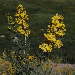 var. spathulatum- Hakkari