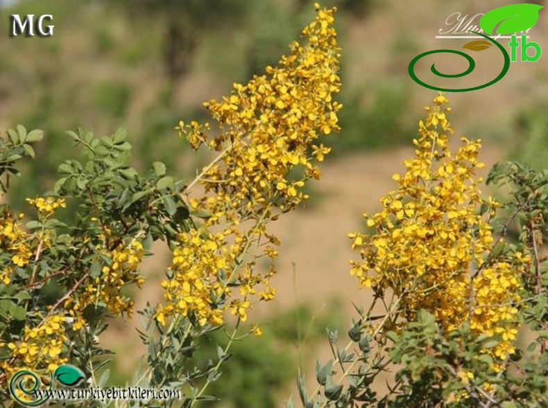 var. lysimachioides-Mardin