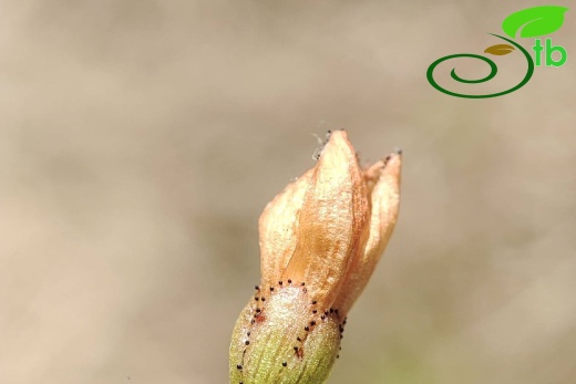 Hypericum thymifoliumSUYMAnavgat9