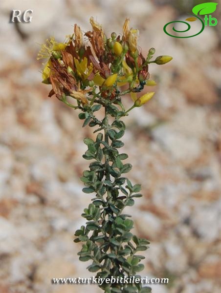 Samandağı-Hatay