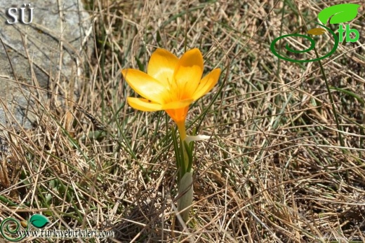 Kazdağları