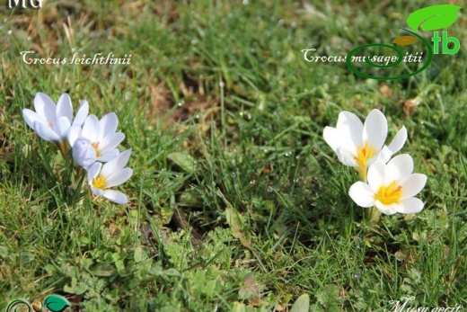 Crocus leichtlinii-Crocus musagecitii-Mardin