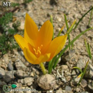 subsp. lazicus