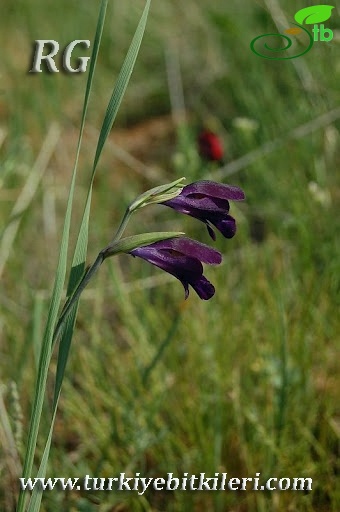 Karaman