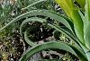 subsp. turcica