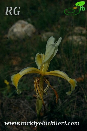 Ankara