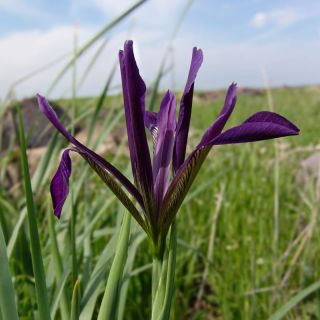 Subsp. masiae-Şanlıurfa
